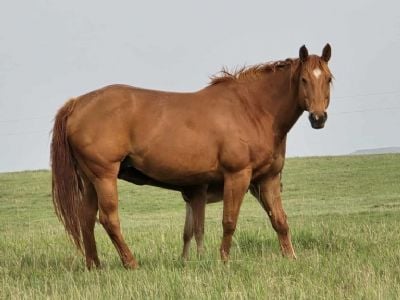 HQ Jacks Rojavaquera<BR> AQHA 5710687